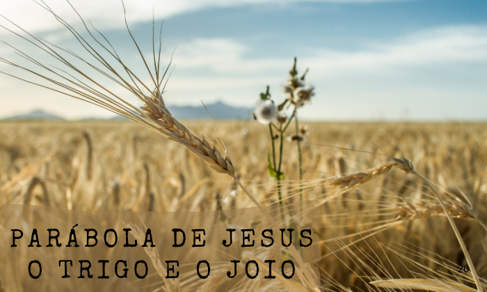 O Joio e o Trigo – Quais São as Diferenças? | Parábolas de Jesus